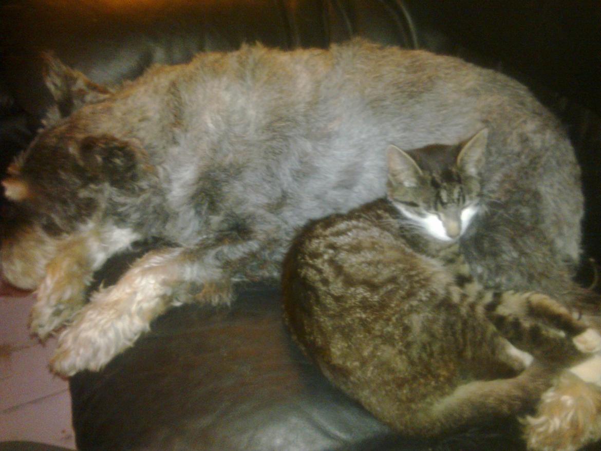 Mellemschnauzer musha billede 6