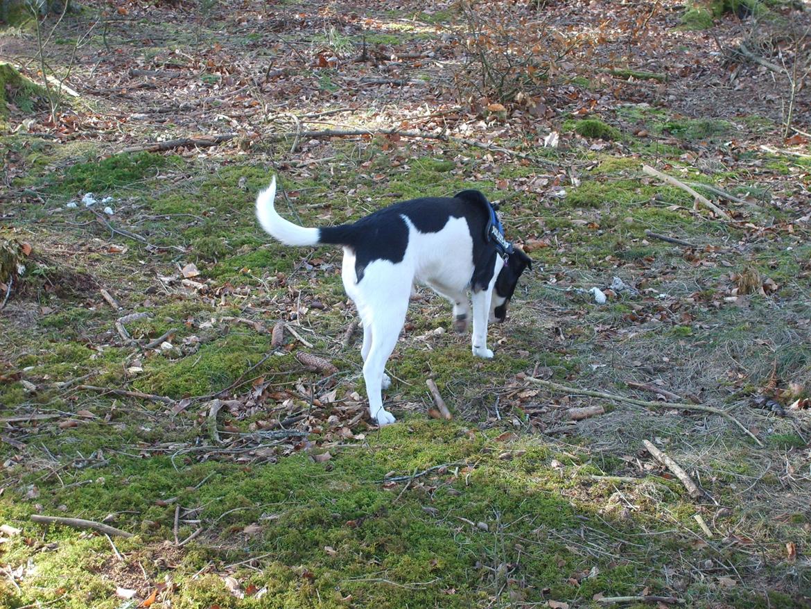 Blanding af racer Men Faktisk Dansk Svensk Gårdhund Ved Navn Nacho - Eeelsker bare at gå og snuse-rode-grave i skovbunden billede 10