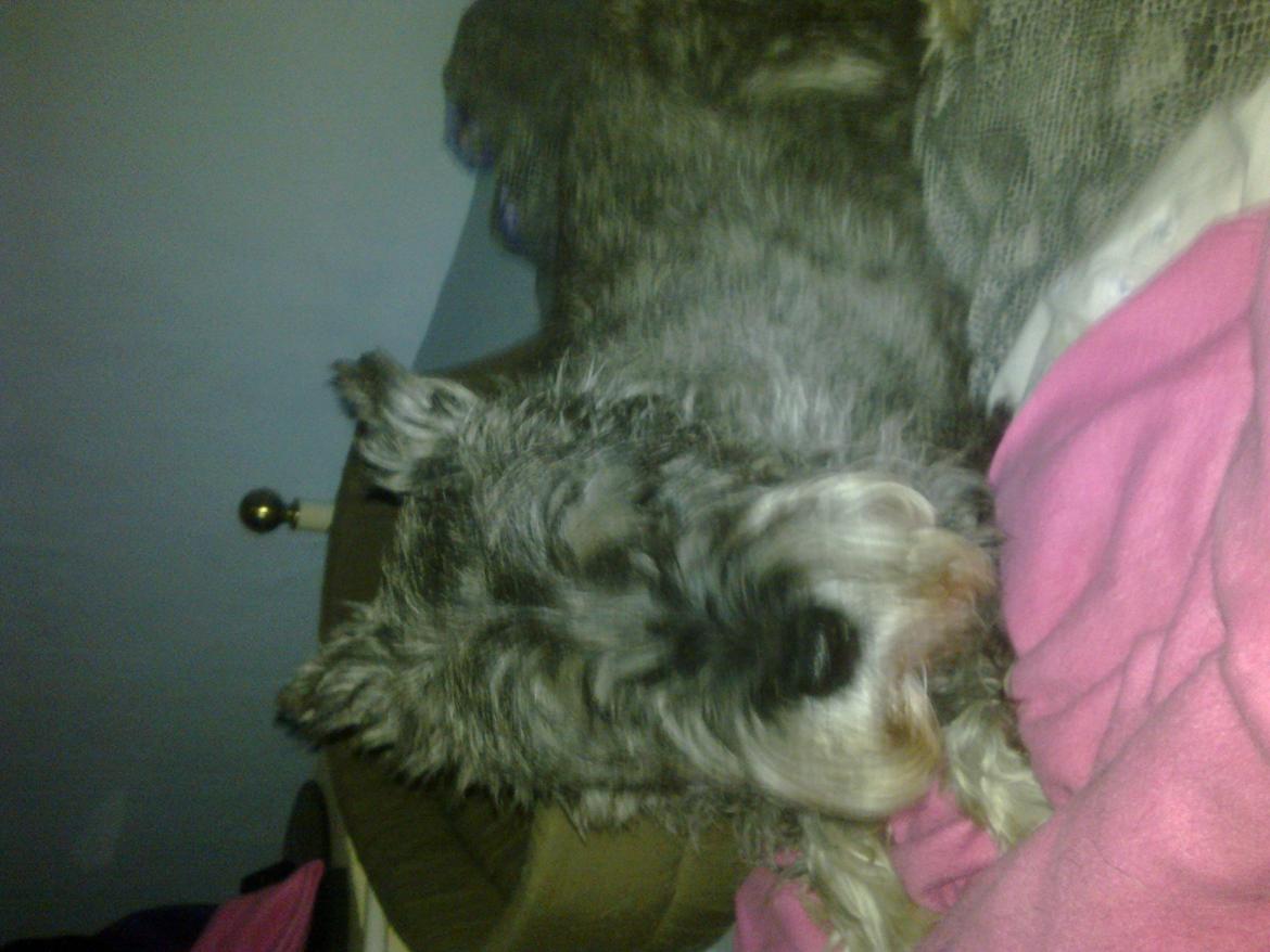 Mellemschnauzer musha billede 7