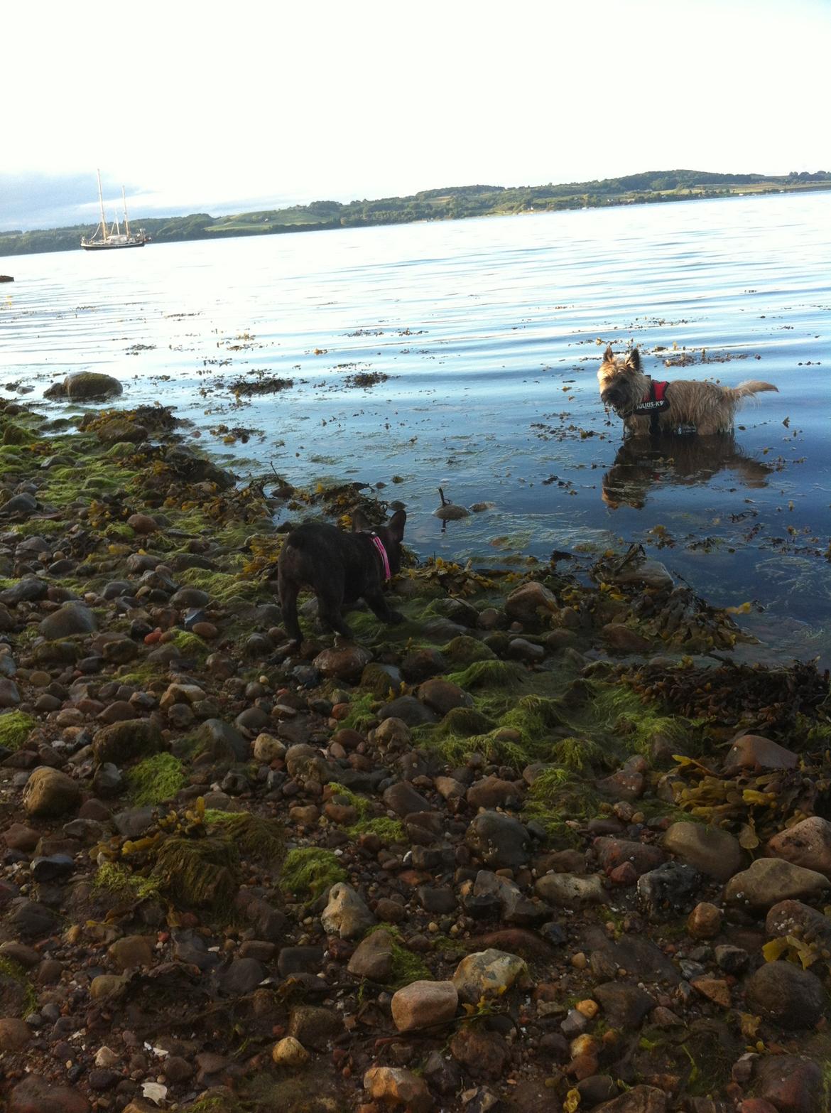 Fransk bulldog Liva - Første tur ved vandet :) ikke bange for noget. billede 9