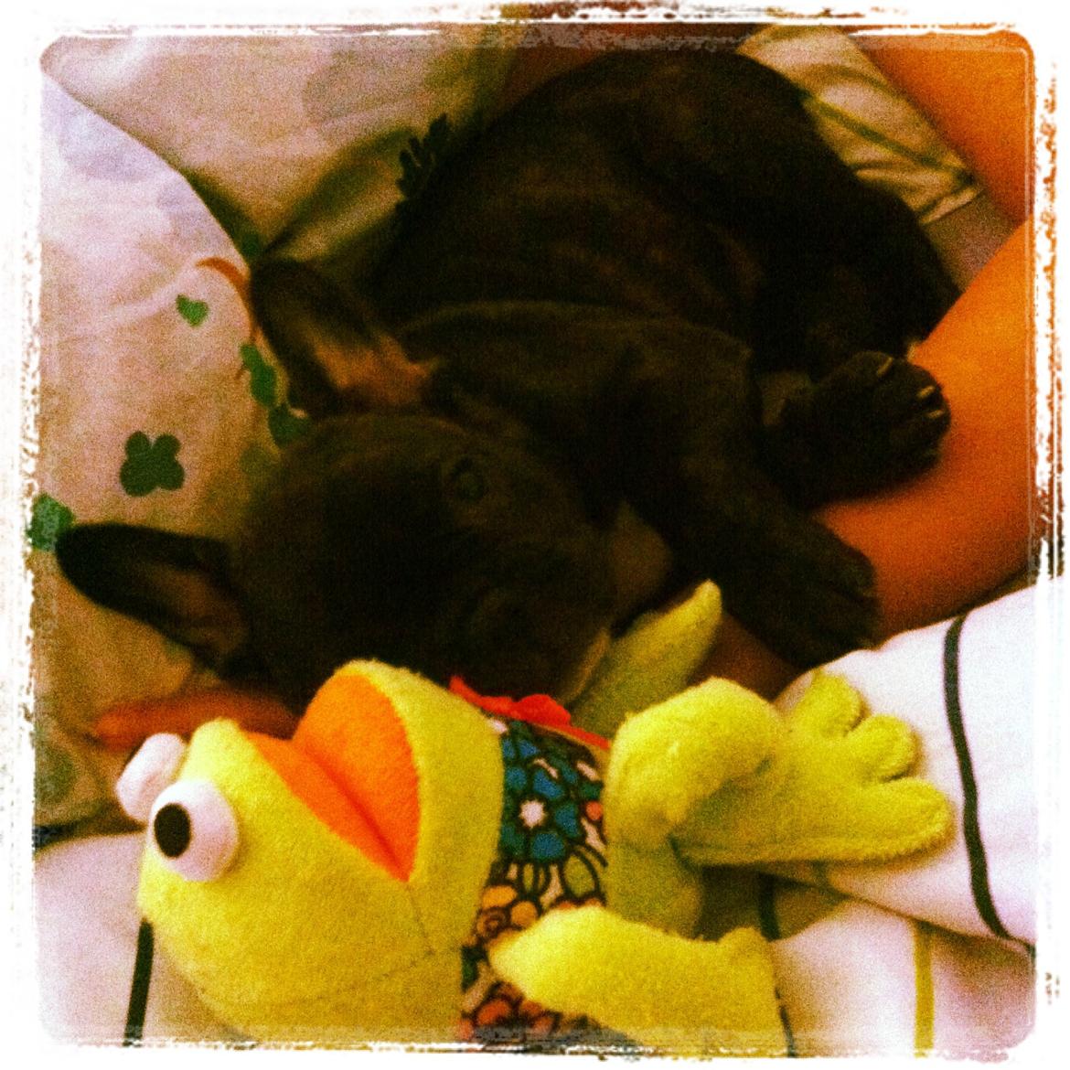 Fransk bulldog Liva - Får også lov til at putte i sengen med Kaj ;) billede 10