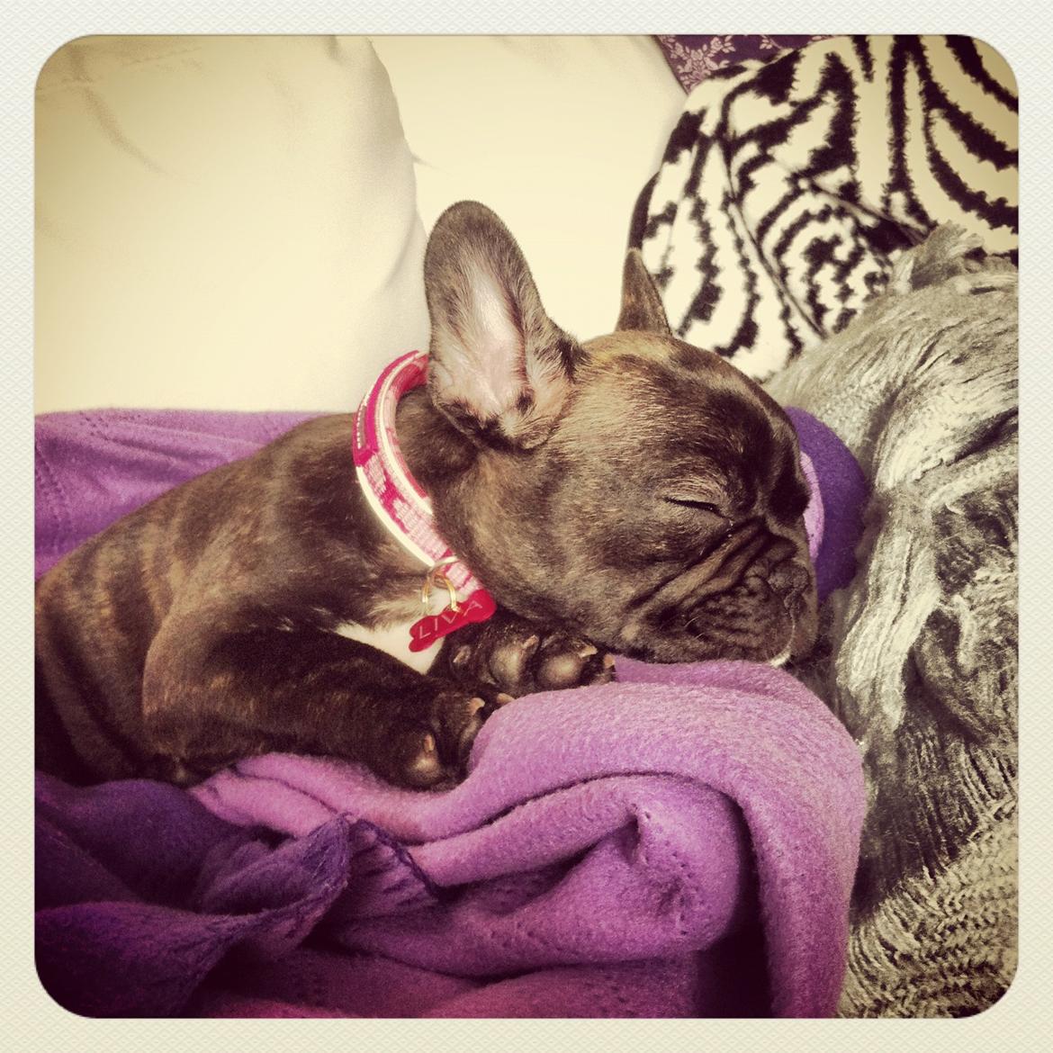 Fransk bulldog Liva billede 11