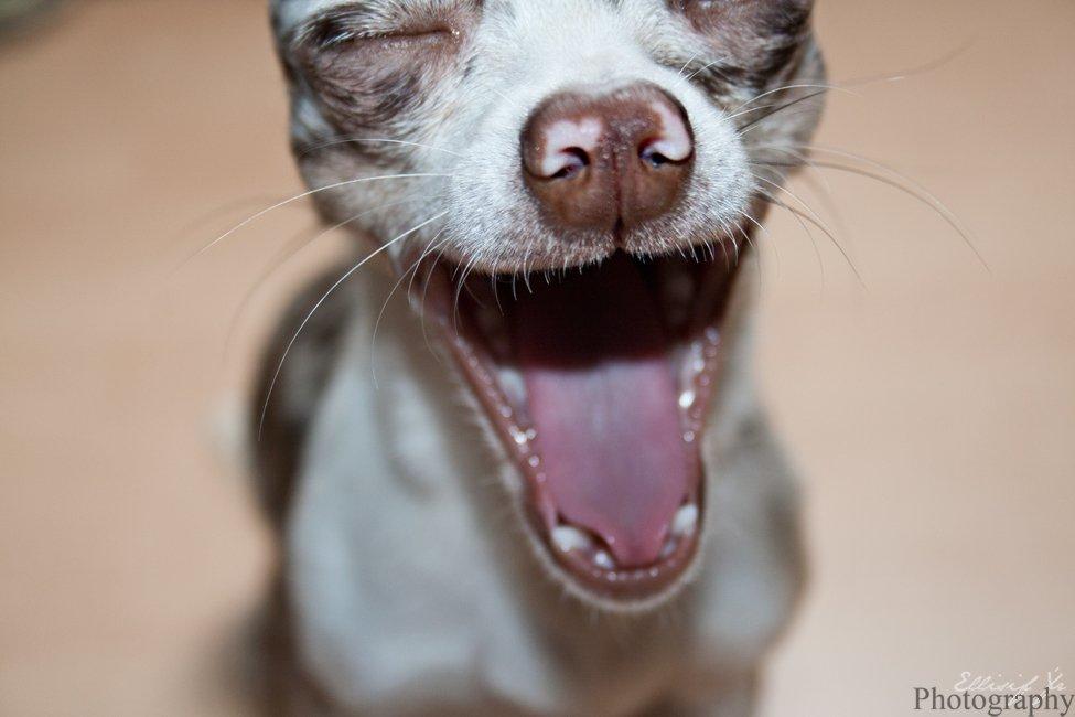 Chihuahua Mocha billede 6