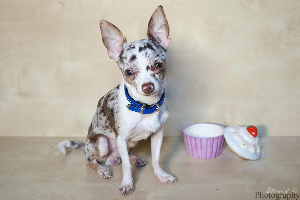 Chihuahua Mocha billede 7