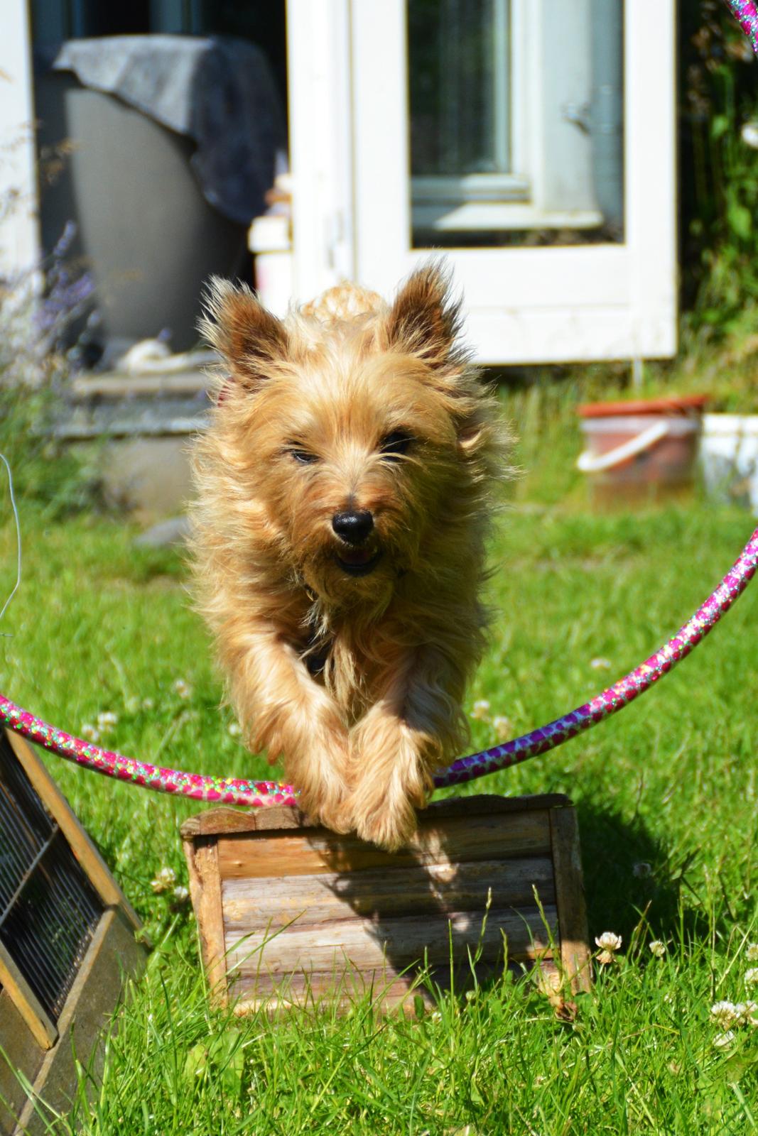 Cairn terrier Sia - Hullahopringstræning <3 billede 10