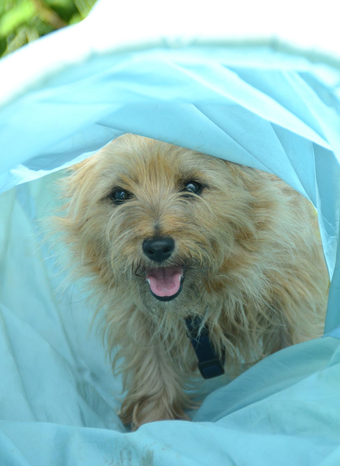 Cairn terrier Sia - Tunneltræning <3 billede 8
