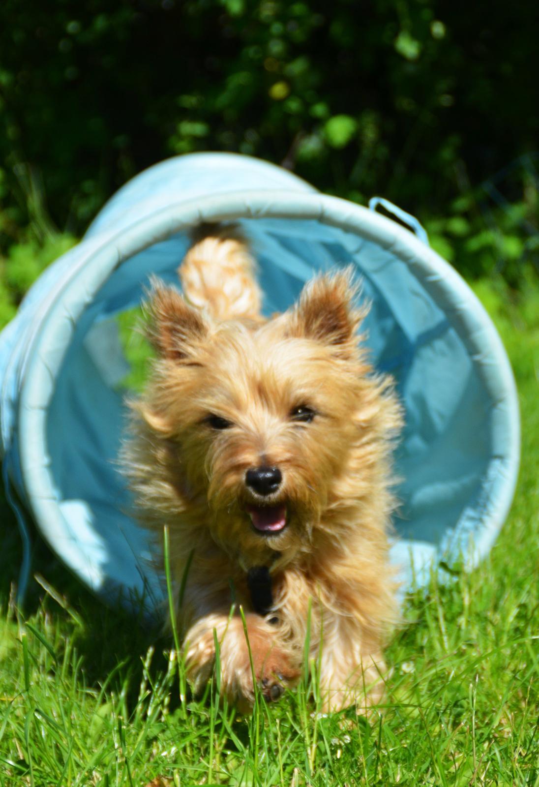 Cairn terrier Sia - Hun elsker tunneler<3 billede 12
