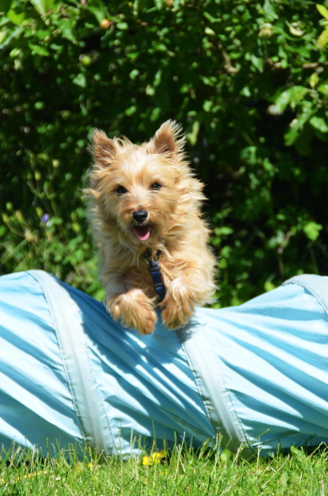 Cairn terrier Sia - Tunellen kan da også bruges som spring? ;) <3 billede 2