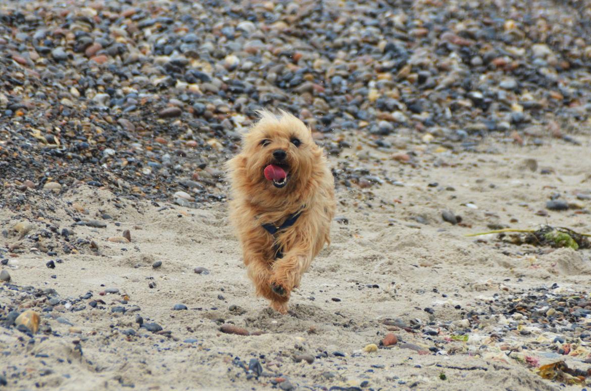 Cairn terrier Sia - haha basse <3 billede 6