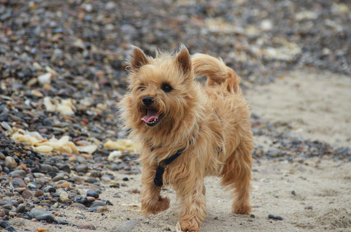 Cairn terrier Sia - :') billede 20