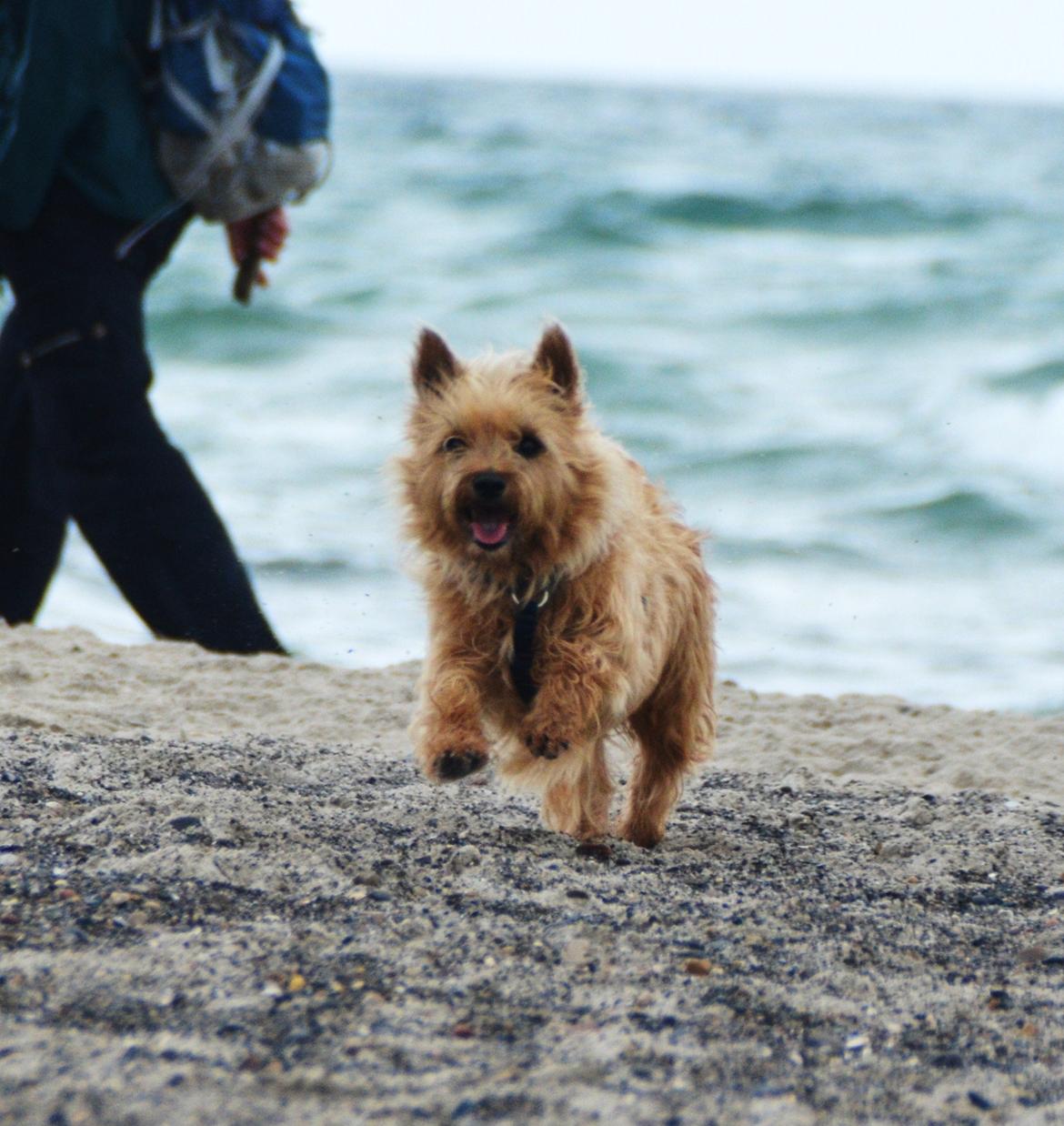 Cairn terrier Sia - ved Skagen <3 billede 4