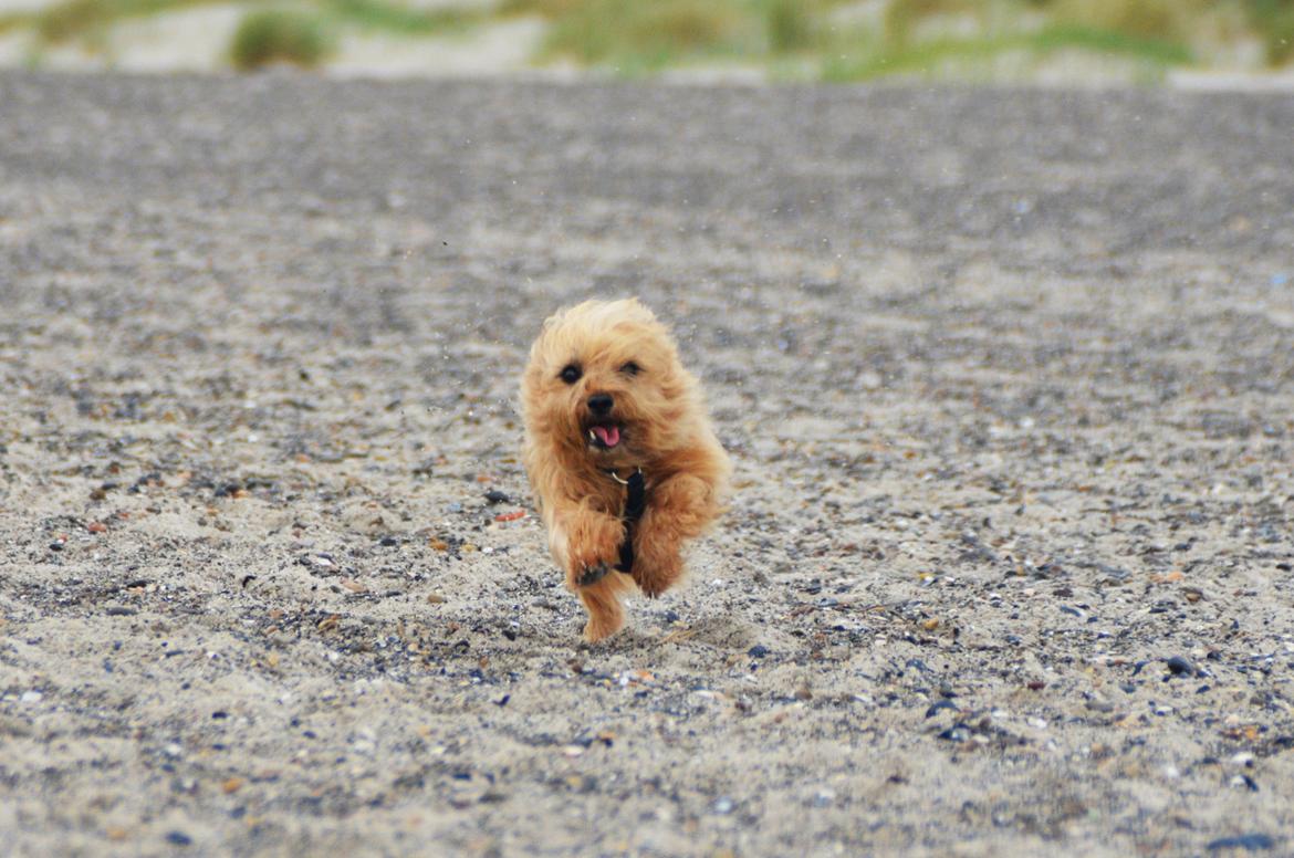 Cairn terrier Sia - nuurh :D billede 14