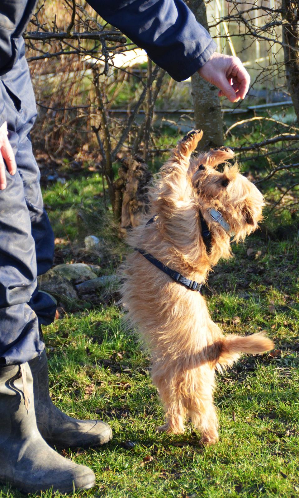 Cairn terrier Sia - Sia og min far leger <3 billede 17