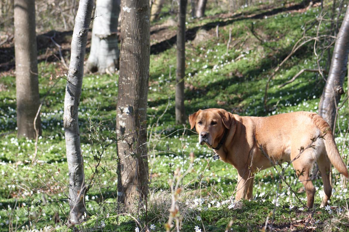 Labrador retriever Timon billede 1