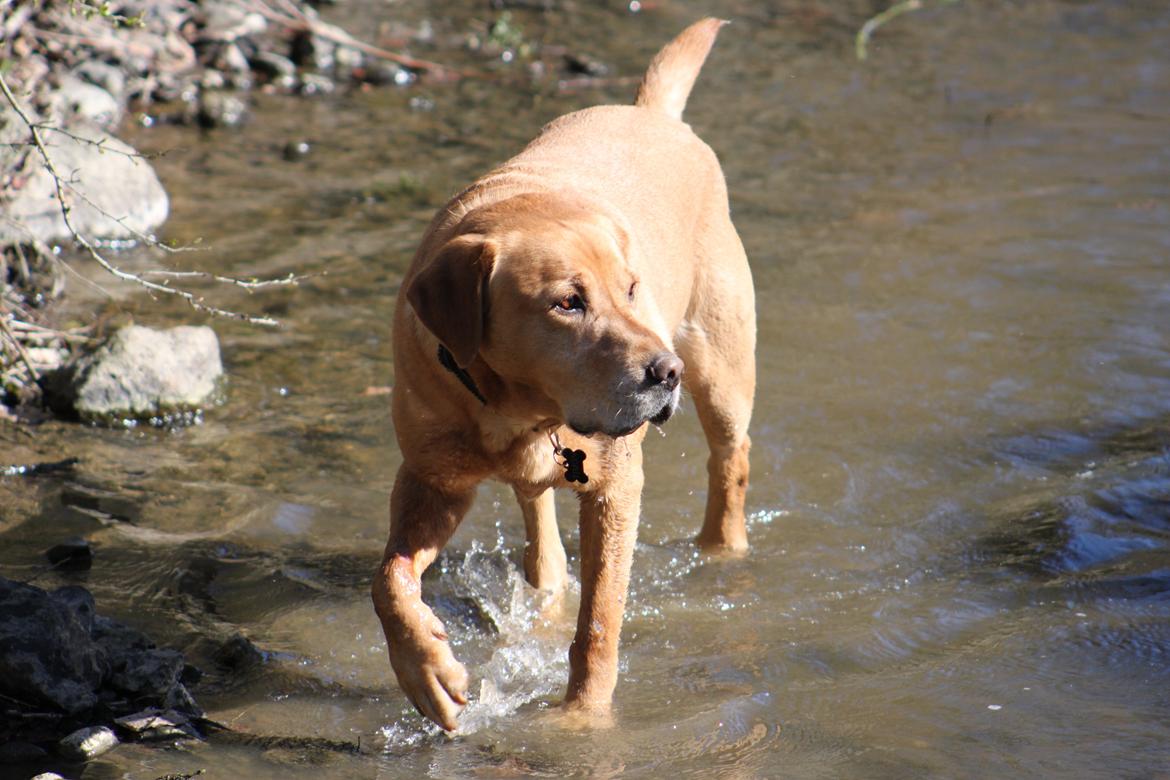 Labrador retriever Timon billede 8