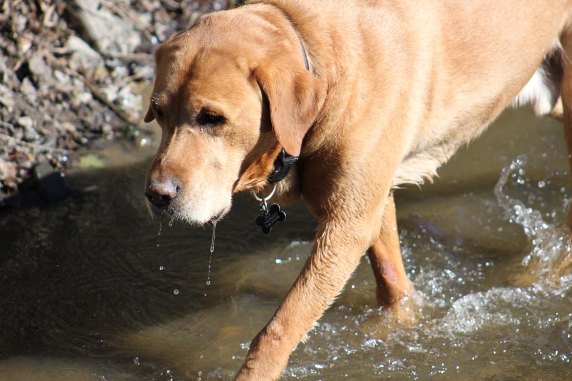 Labrador retriever Timon billede 6