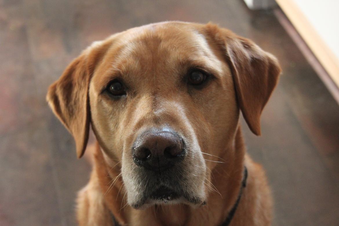 Labrador retriever Timon billede 2