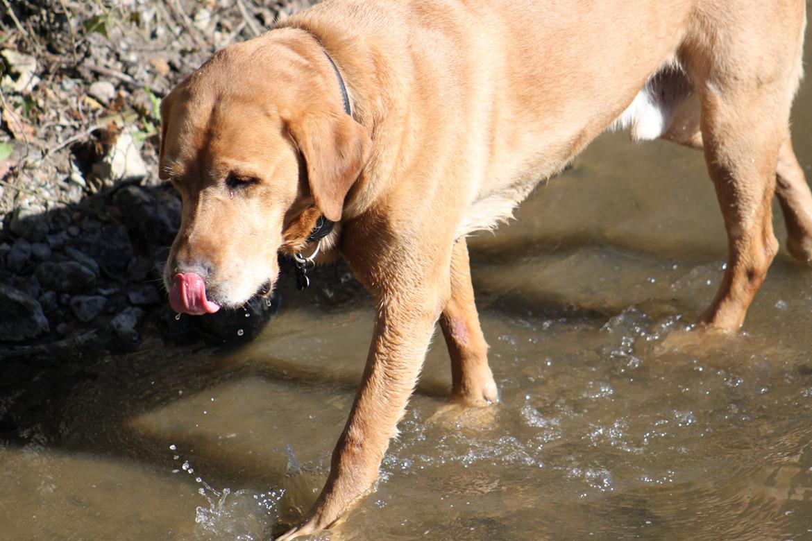 Labrador retriever Timon billede 9