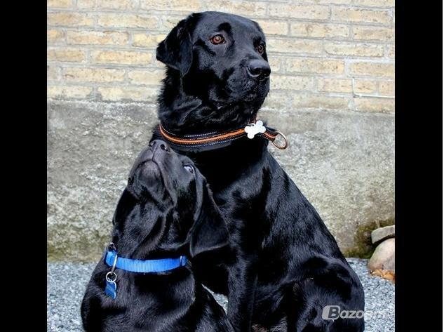 Labrador retriever Basse billede 15