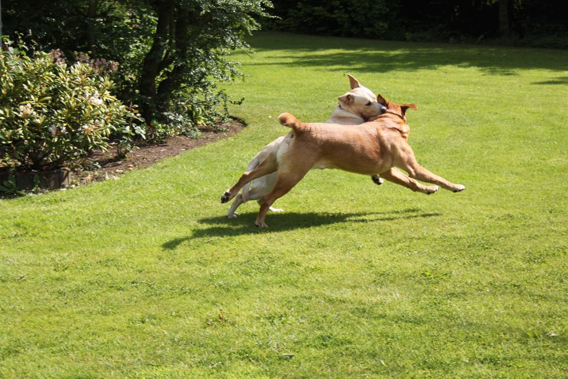 Labrador retriever Timon billede 10