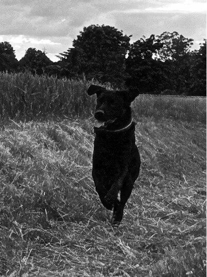 Labrador retriever Basse billede 16