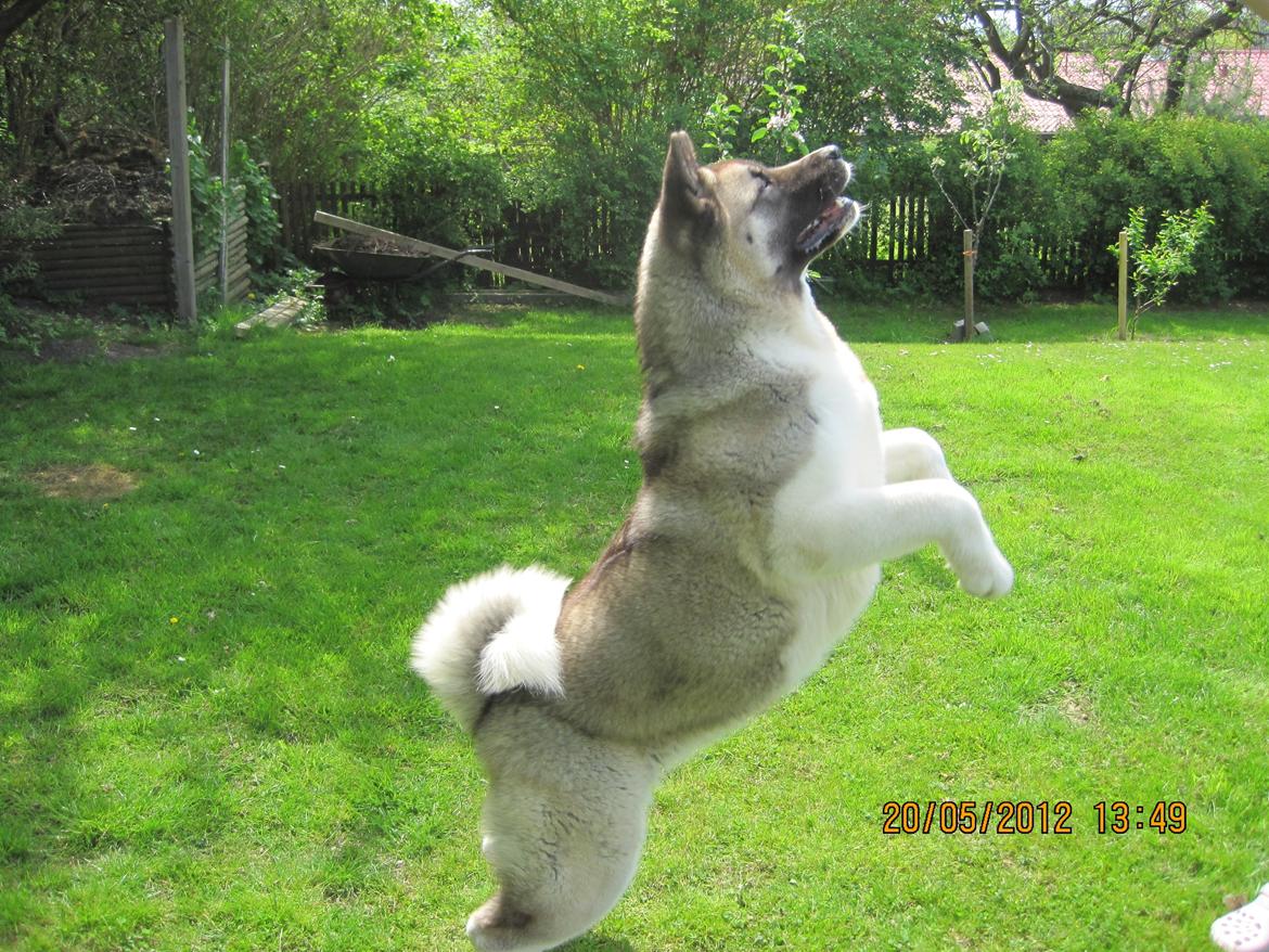 American Akita Mufti billede 1