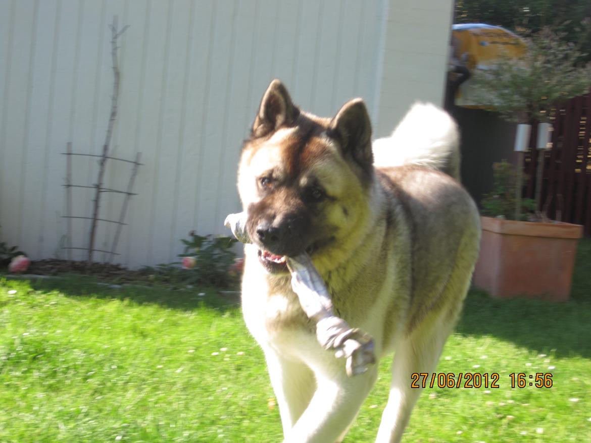American Akita Mufti billede 2