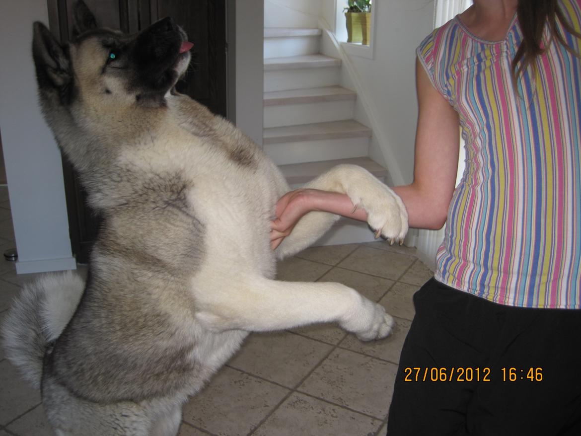 American Akita Mufti billede 3