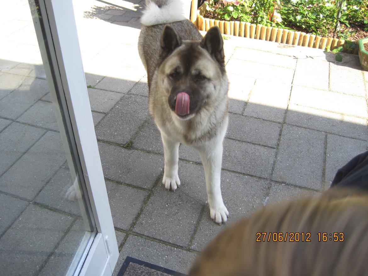 American Akita Mufti billede 4