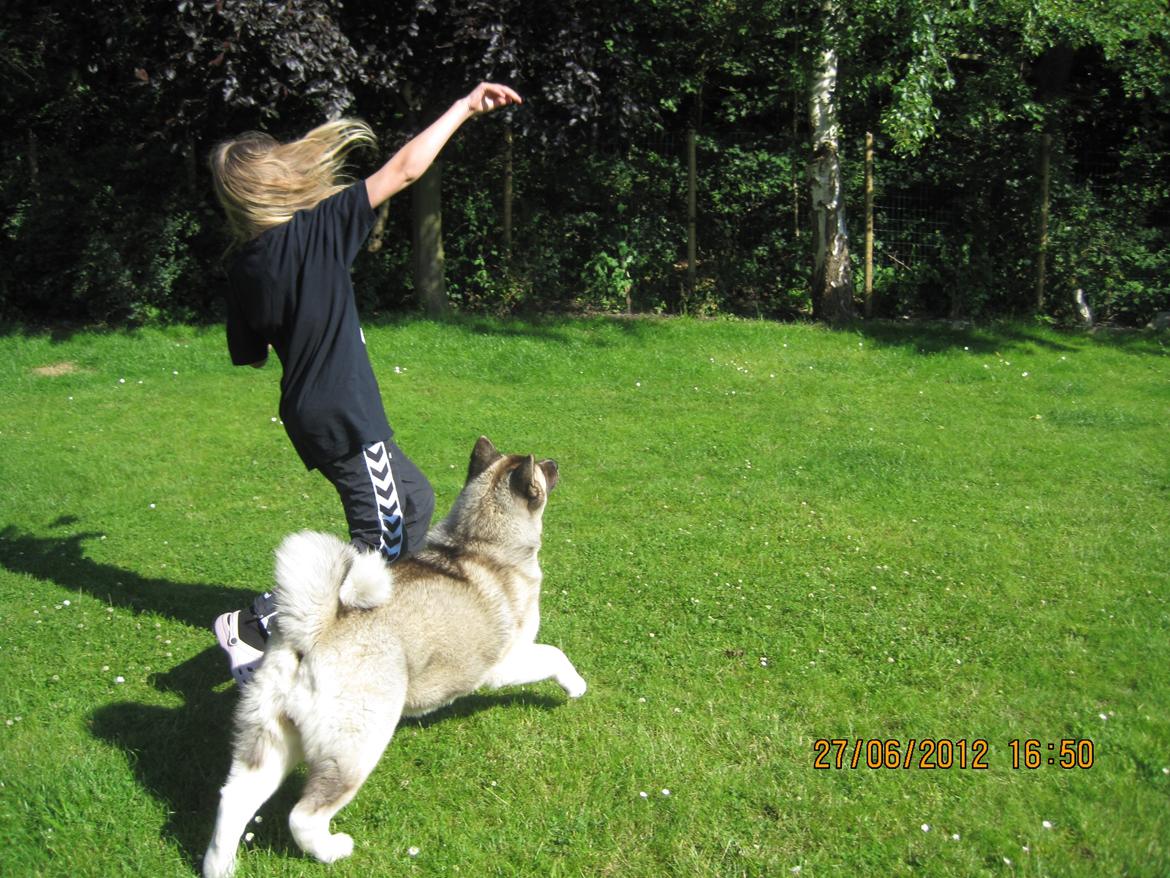 American Akita Mufti billede 5