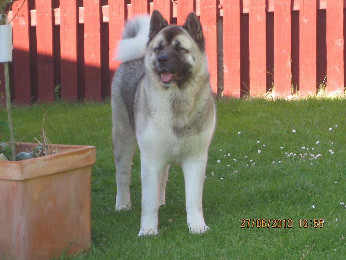 American Akita Mufti billede 6