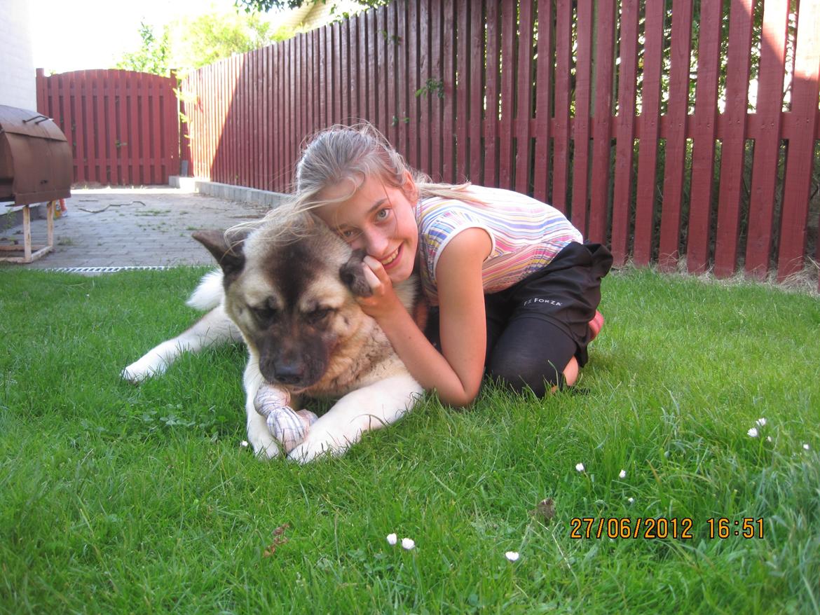 American Akita Mufti billede 7