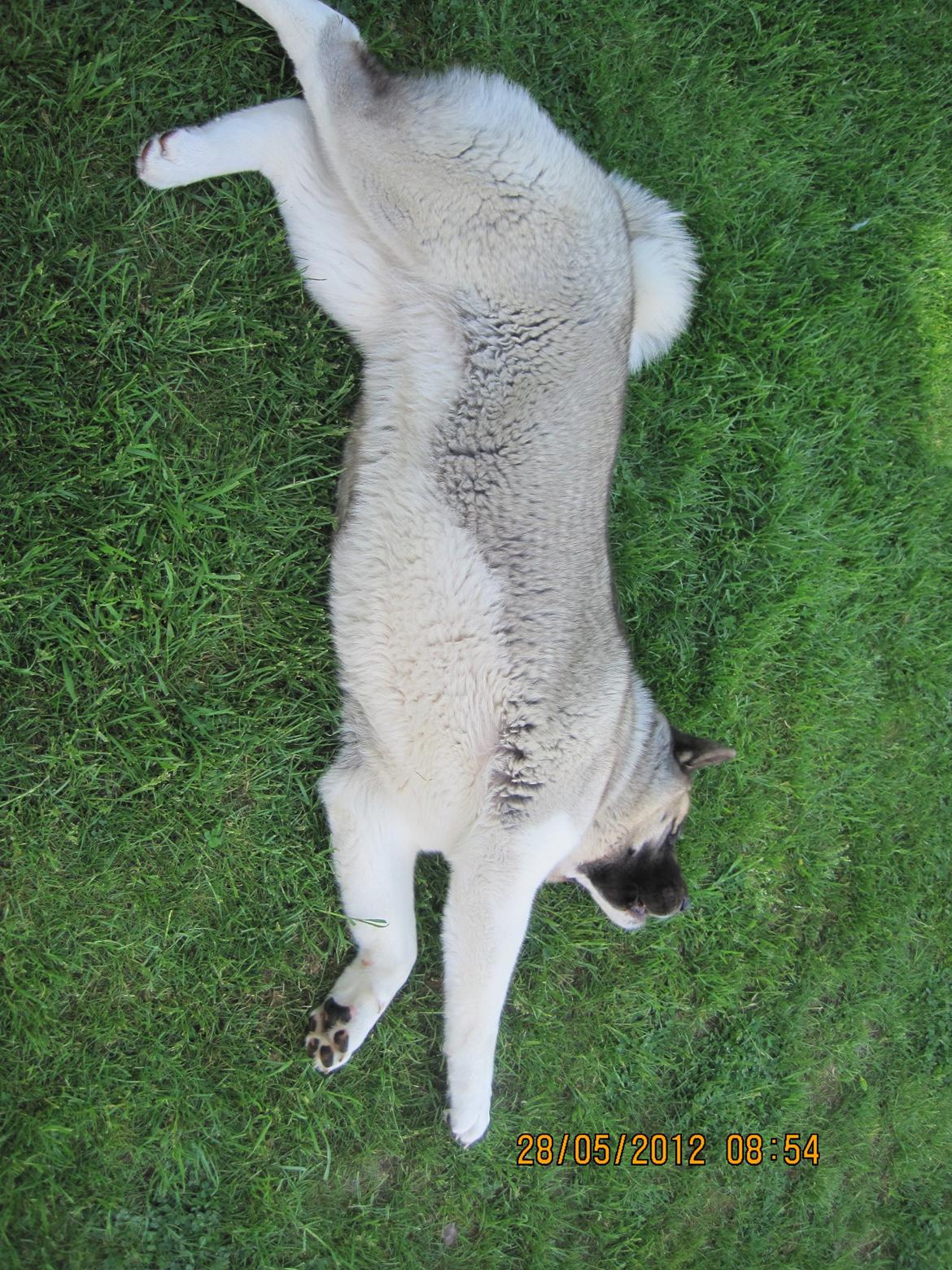 American Akita Mufti billede 8