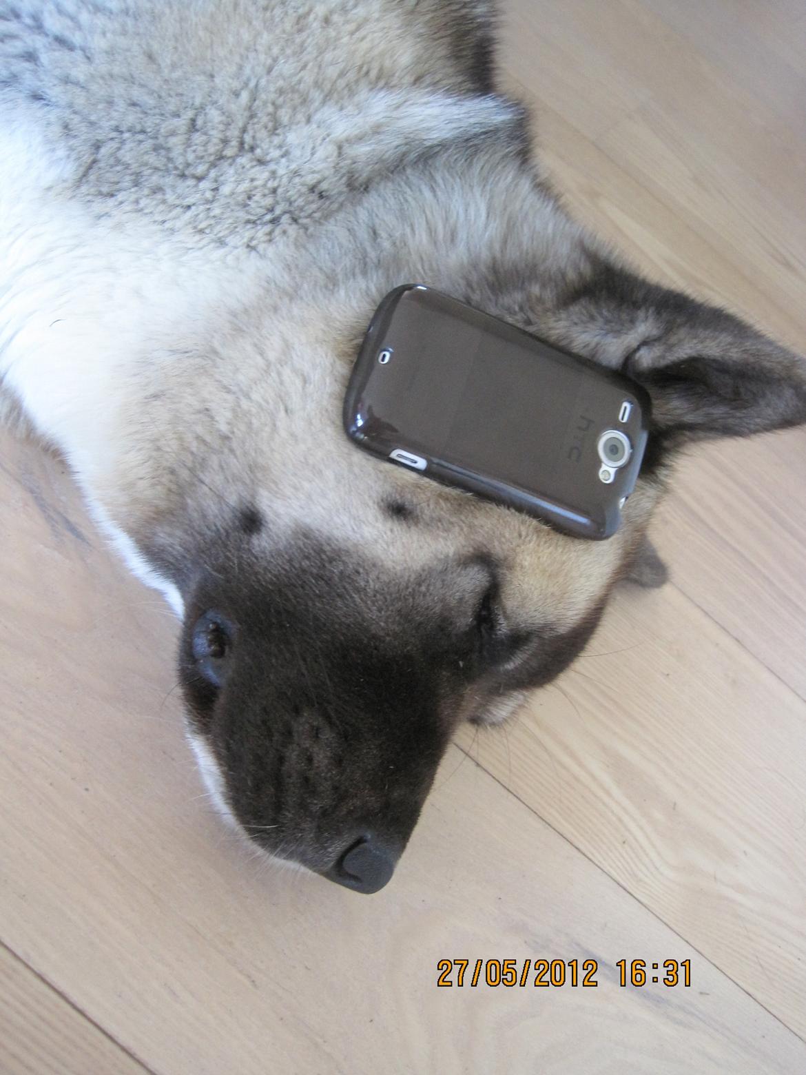 American Akita Mufti billede 9