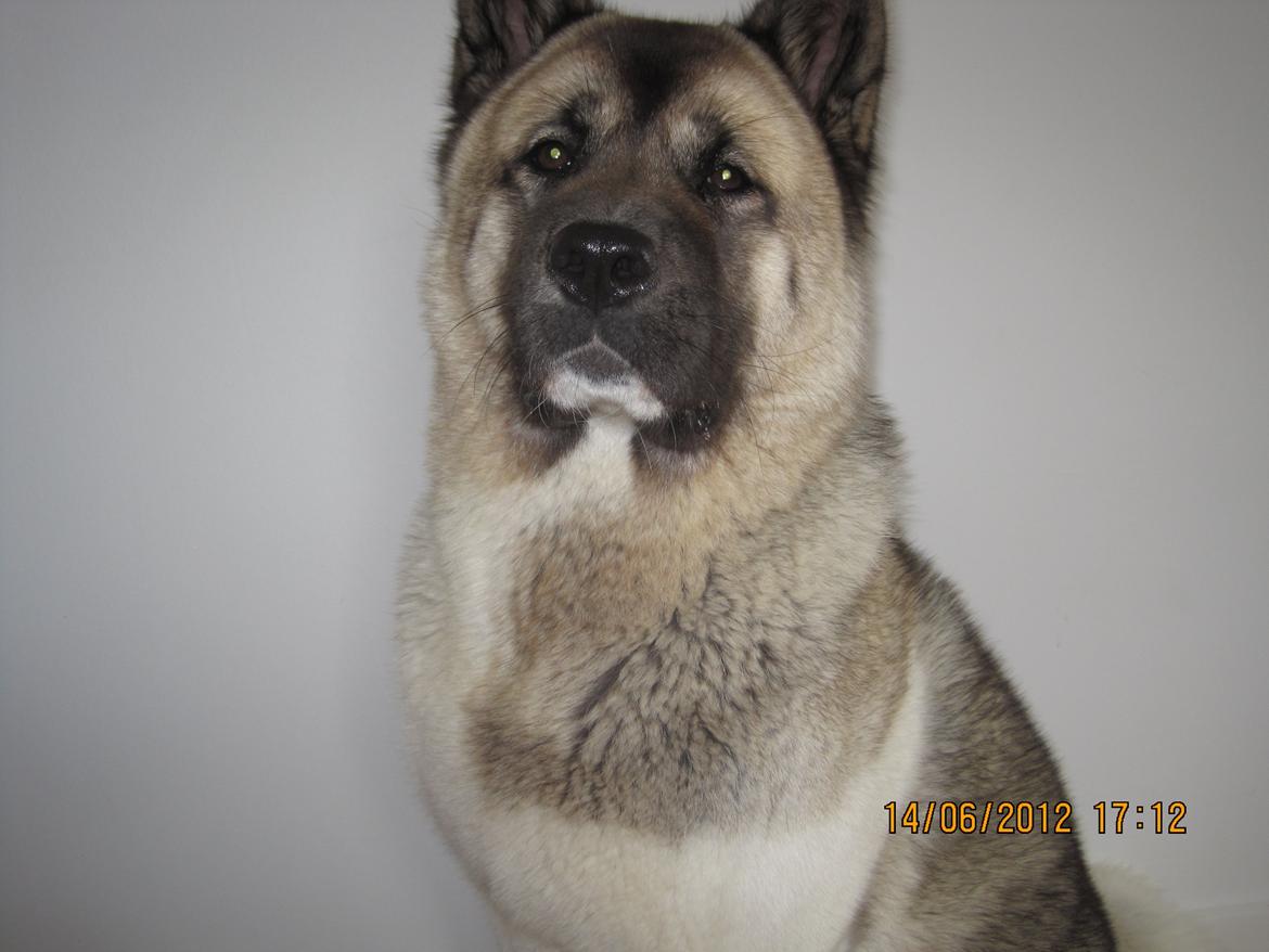 American Akita Mufti billede 10