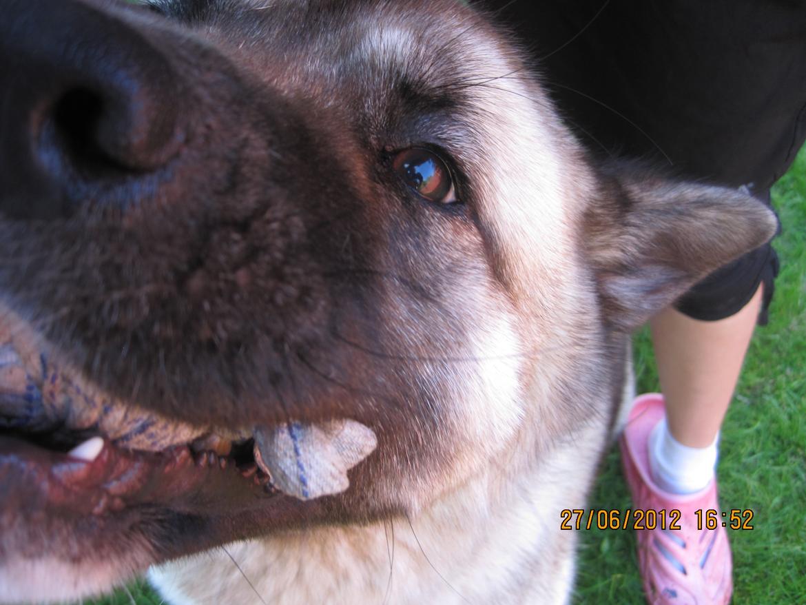 American Akita Mufti billede 11