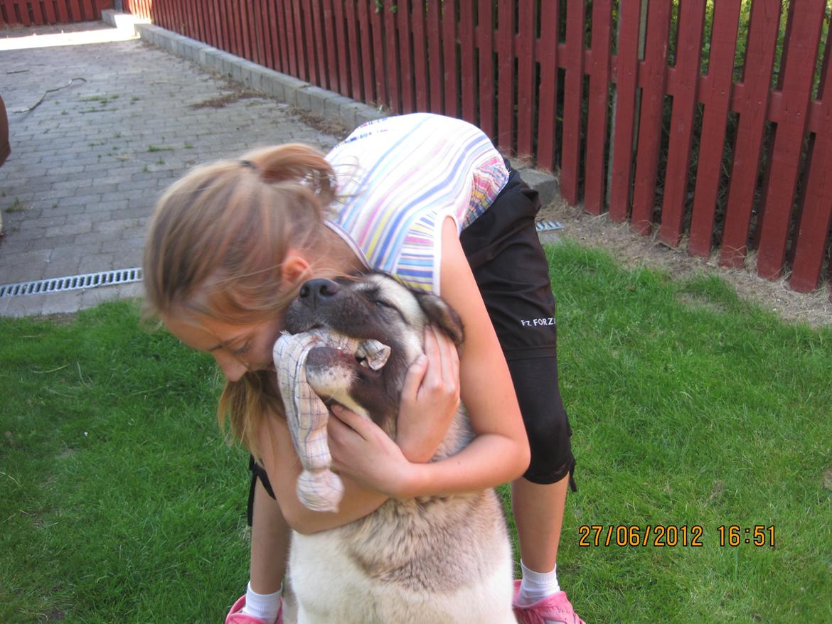 American Akita Mufti billede 12