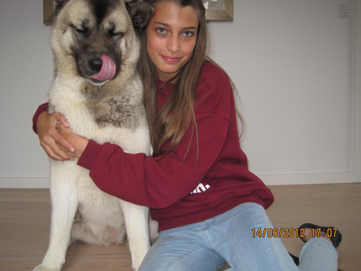 American Akita Mufti billede 13