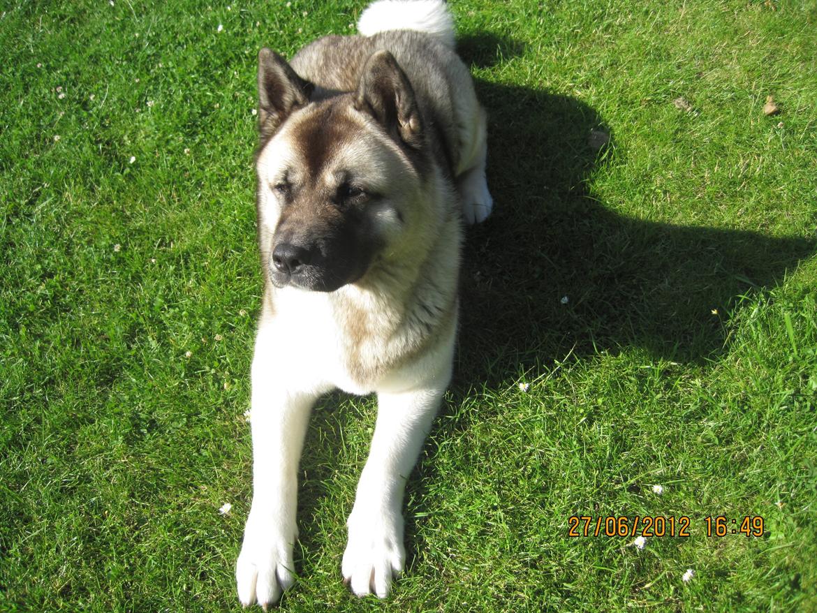American Akita Mufti billede 14