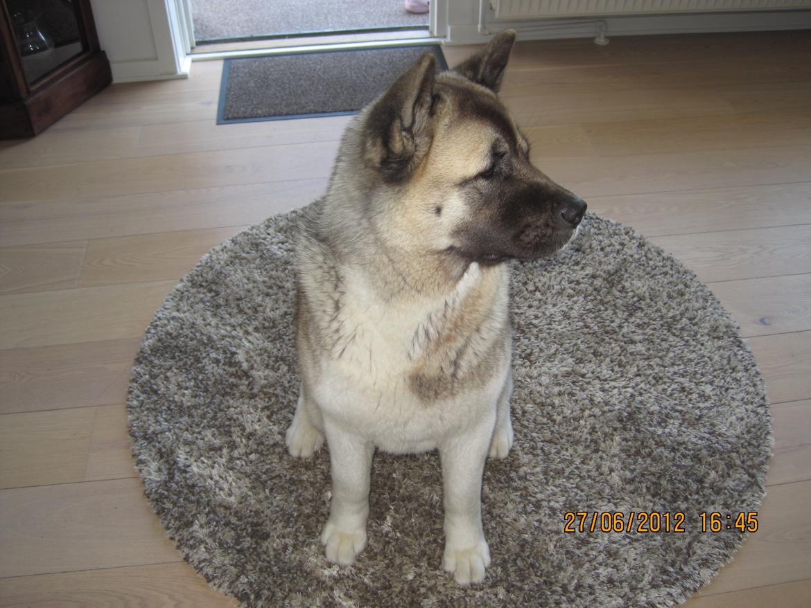 American Akita Mufti billede 15
