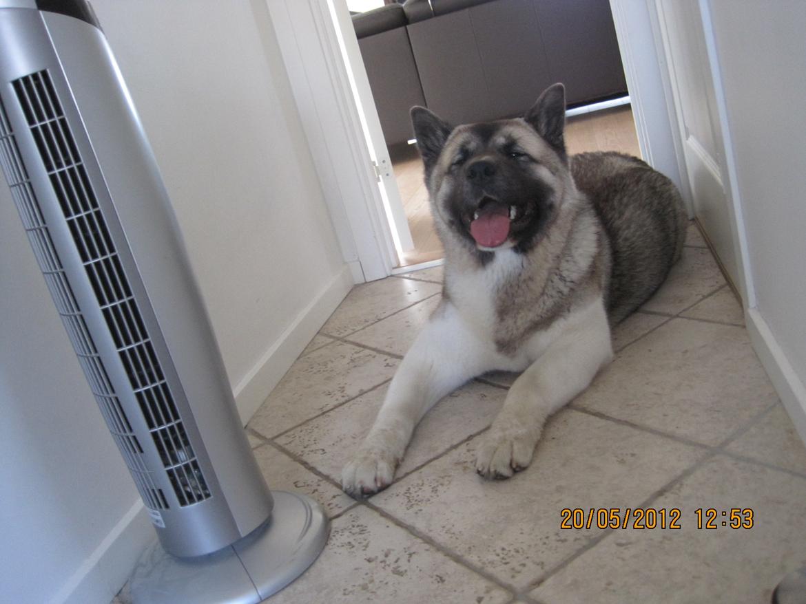 American Akita Mufti billede 16