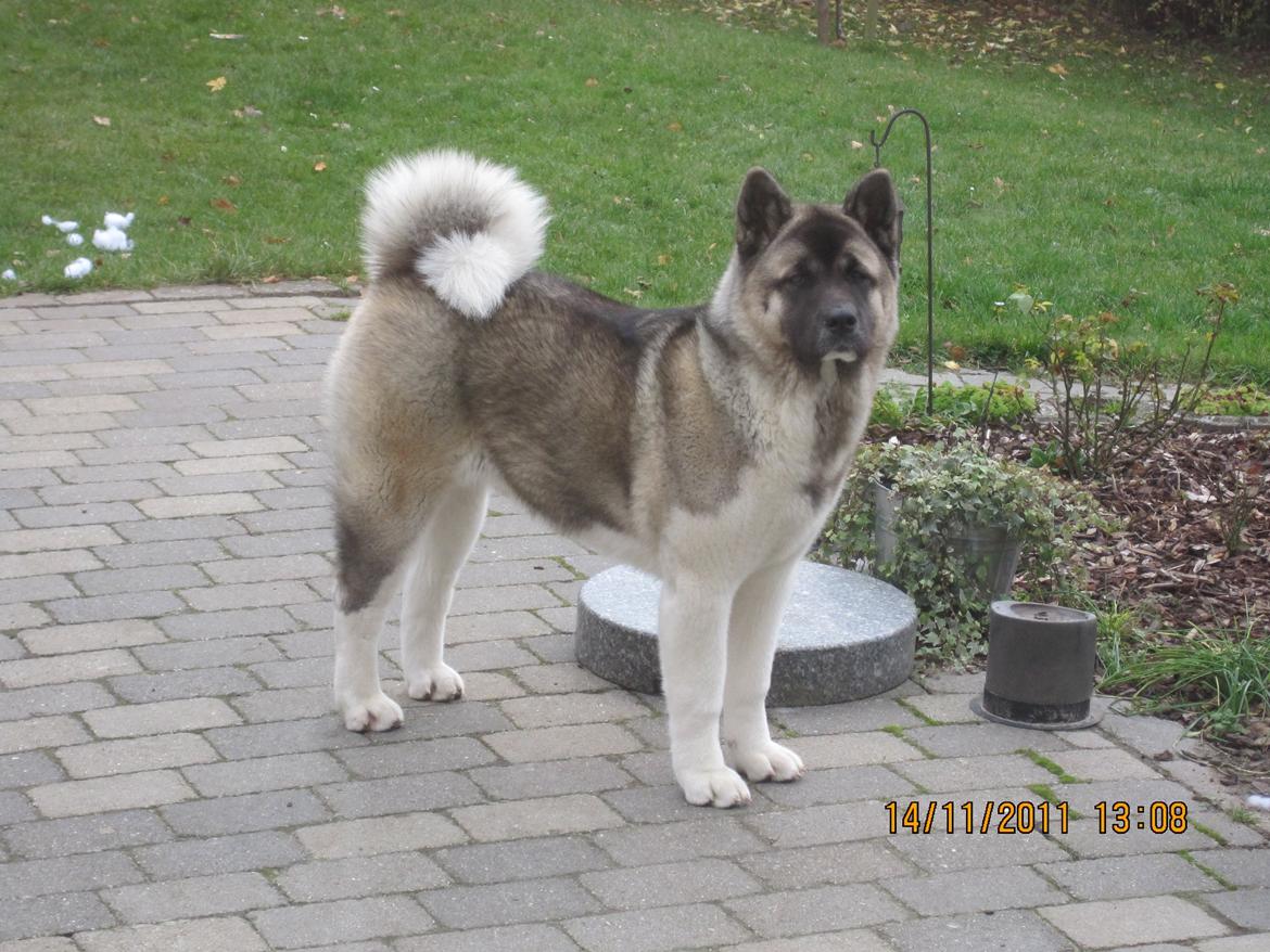 American Akita Mufti billede 17