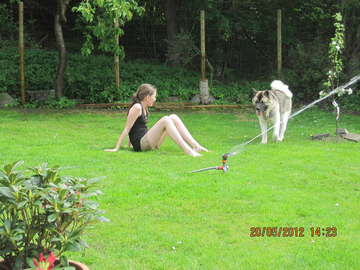 American Akita Mufti billede 18