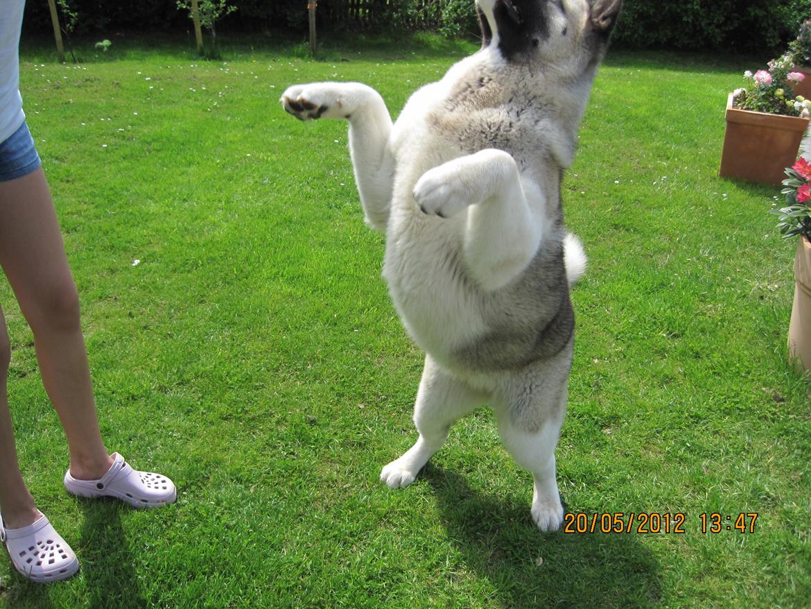 American Akita Mufti billede 19