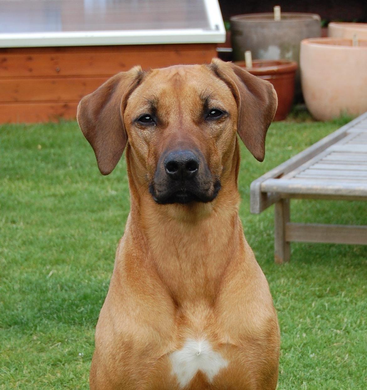 Rhodesian ridgeback Lewanika Humusha - Humusha´s smukke hoved. 11 mdr. Juni 2012. billede 14