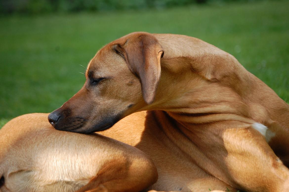 Rhodesian ridgeback Lewanika Humusha - Humusha nyder solen. Juni 2012. billede 13