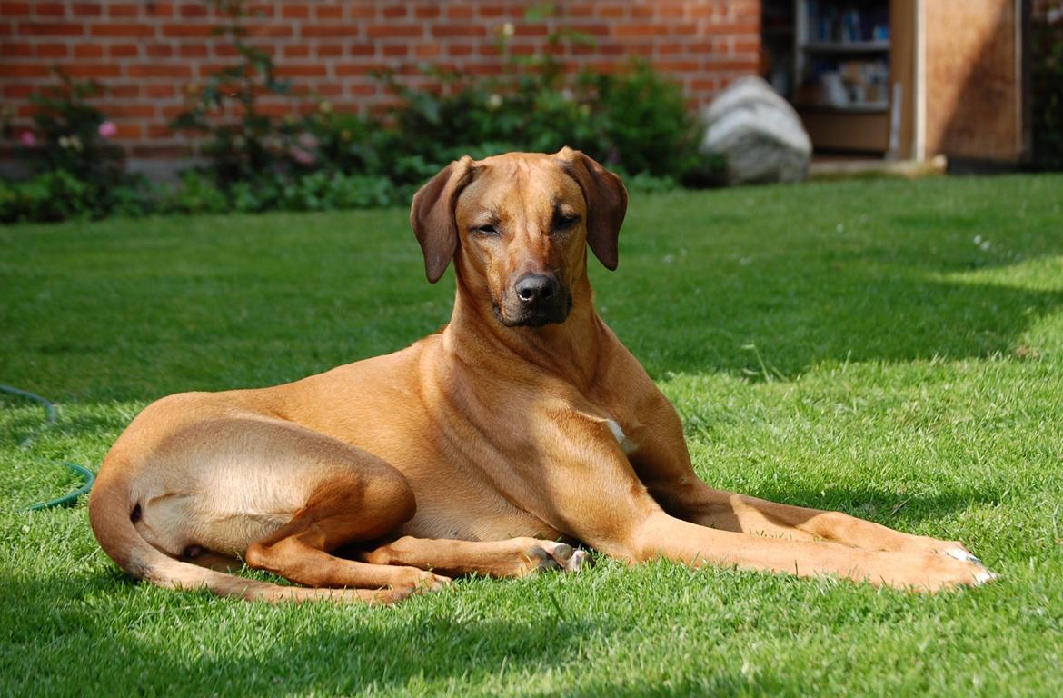 Rhodesian ridgeback Lewanika Humusha - Lewanika Humusha 11 mdr. gammel juni 2012. billede 12