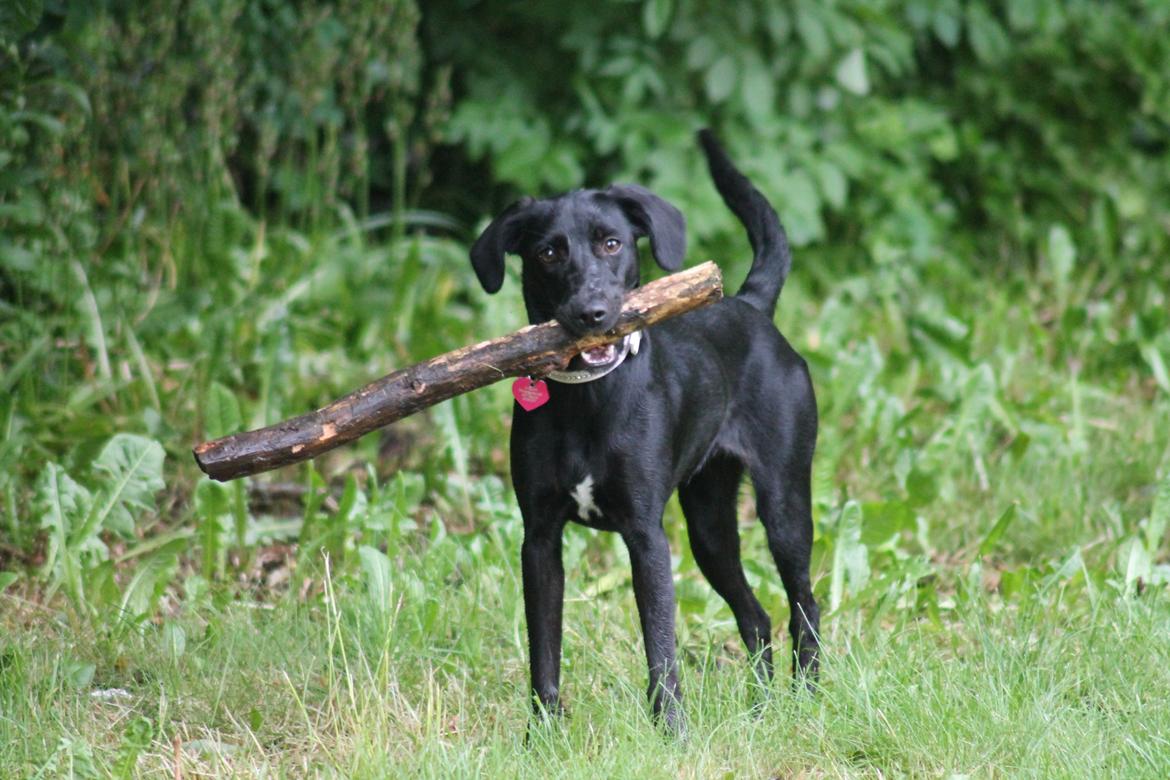 Blanding af racer Addie billede 2