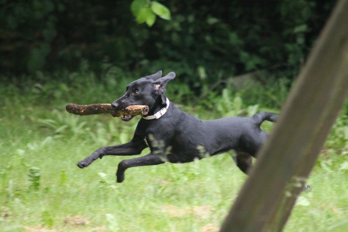 Blanding af racer Addie billede 16