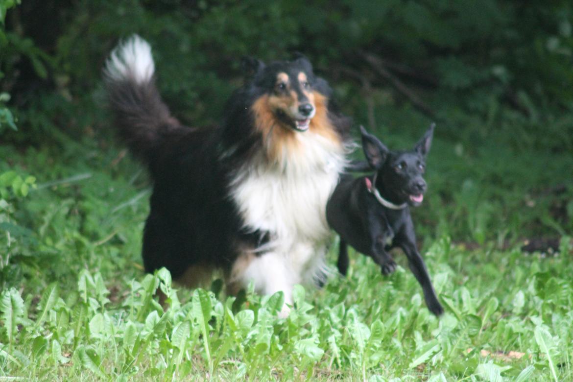 Blanding af racer Addie - Addie og Bamse. billede 3